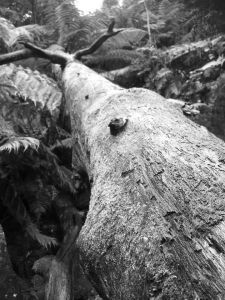 TREE (4)