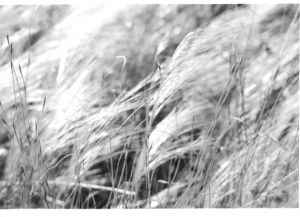 tams grasses in wind b_W