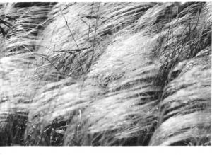 tams grasses in wind2